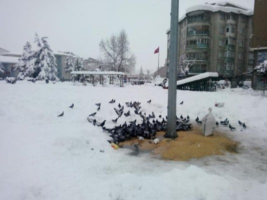 Kar Hayvanlar Koruma Altında 6