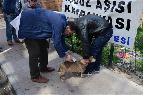 Köpeklere Kuduz Aşısı 2016 1