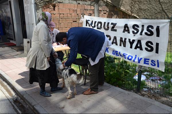 Köpeklere Kuduz Aşısı 2016 3