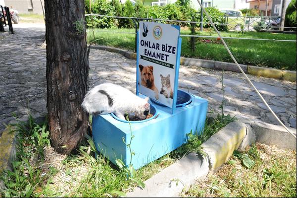 Sokak Hayvanlarına Yem 6