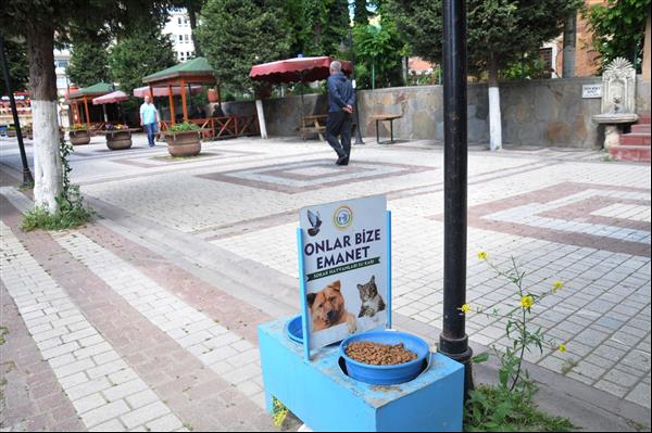 Sokak Hayvanlarına Yem 7