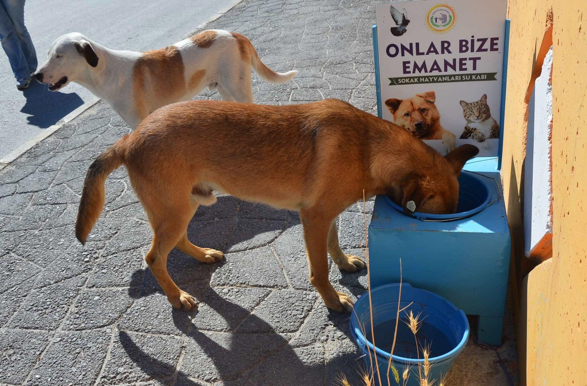 Sokak Hayvanlarına Su ve Mama Takviyesi 2