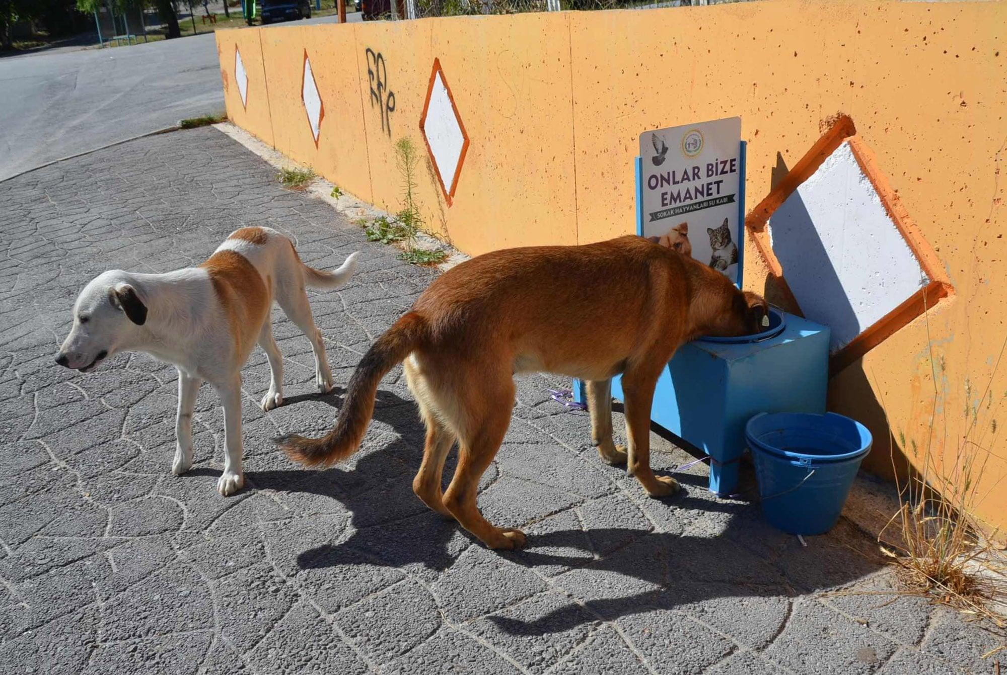 Sokak Hayvanlarına Su ve Mama Takviyesi 4