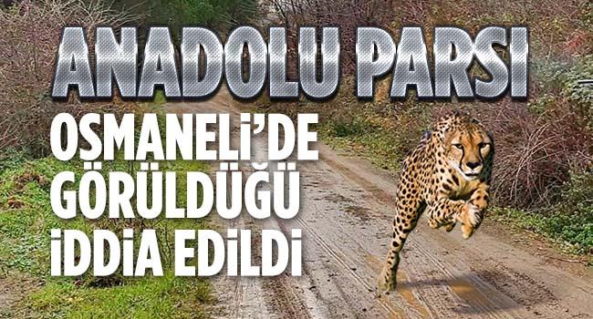 osmaneli anadolu parsi