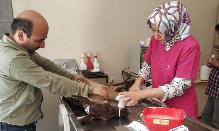 yaralı yavru geyik tedavi edildi