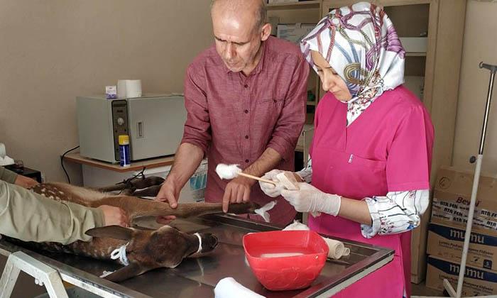yaralı yavru geyik tedavi edildi