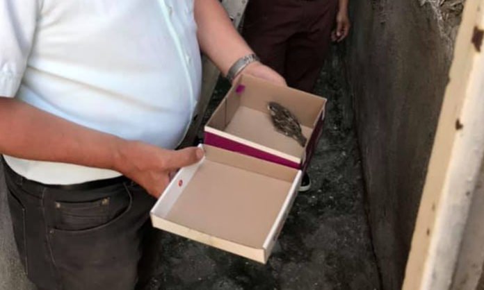 Yavru Serçenin Yardımına Belediye Başkanı Yetişti 1 Yavru Serçenin Yardımına Belediye Başkanı Yetişti 1