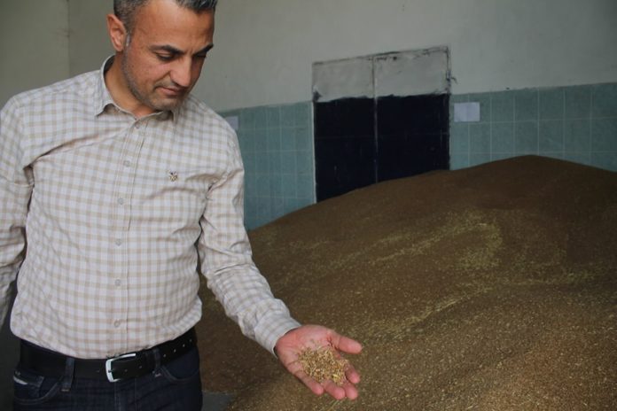 Bilecik'te Buğday Fiyatları Bilecik'te Buğday Fiyatları