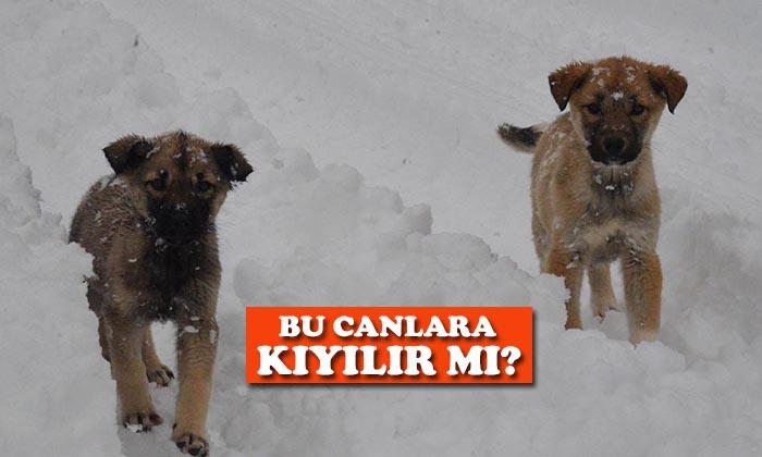 Gerçekten Düzenli Mi Besleme Yapılıyor?