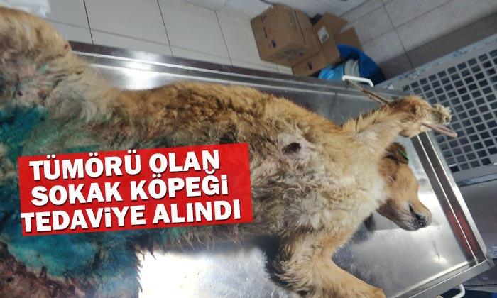 Tümörü Olan Köpek Operasyona Alındı