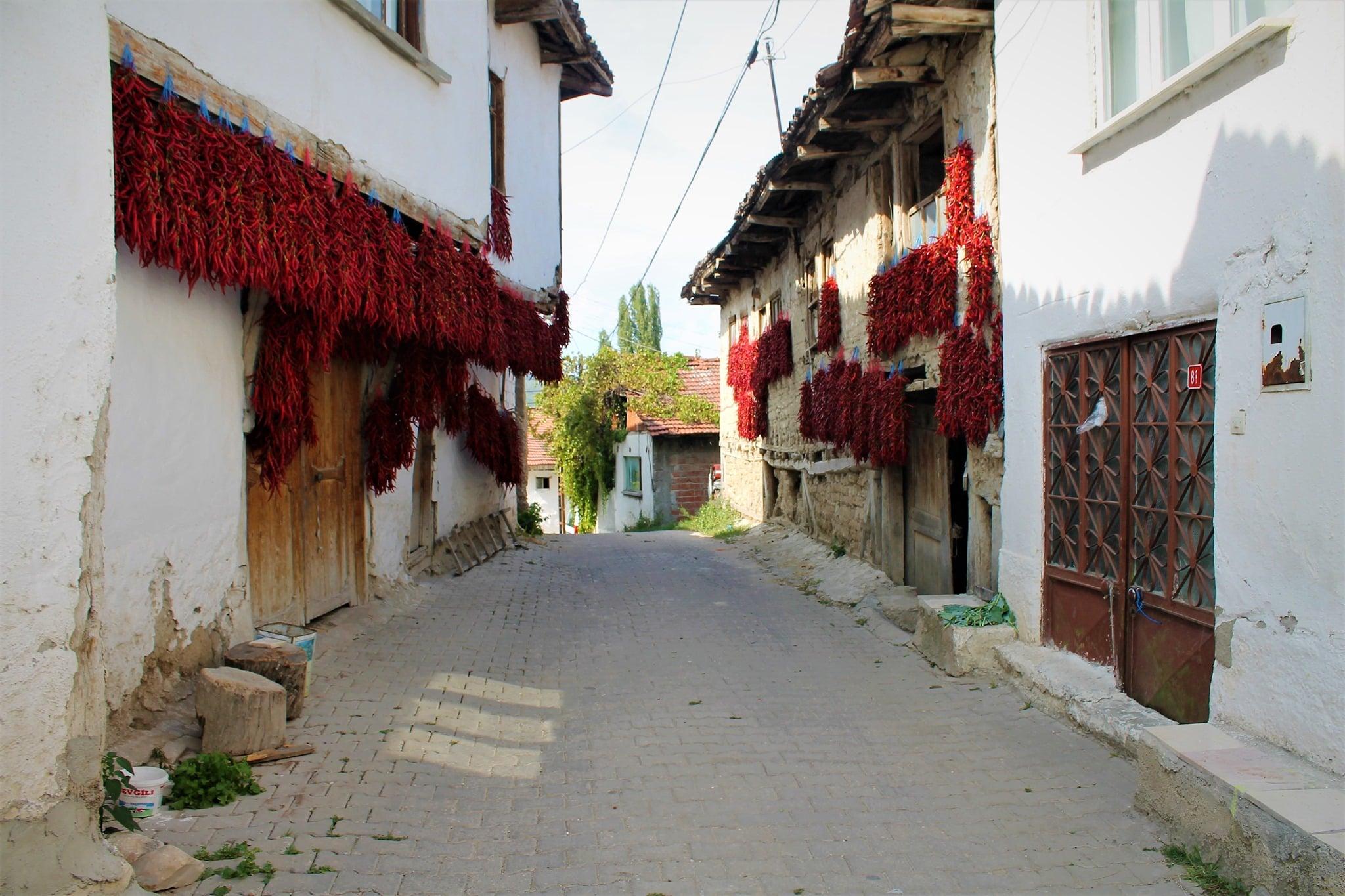 bilecik-cukuroren-biberi-tescil-cografi-isaret (1)