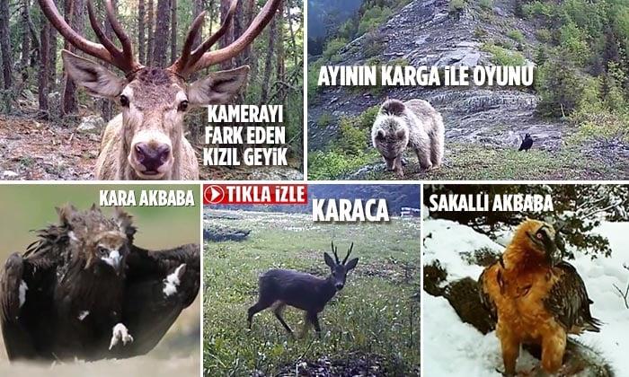 Yaban Hayatından Kısa Kesitler