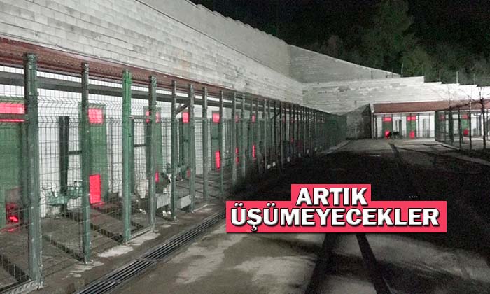 Artık Can Dostlarımız Üşümeyecek