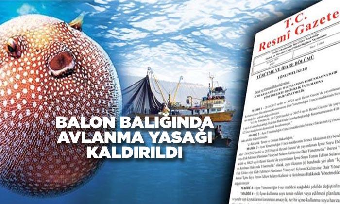 Balon Balığında Avlanma Yasağı Kaldırıldı