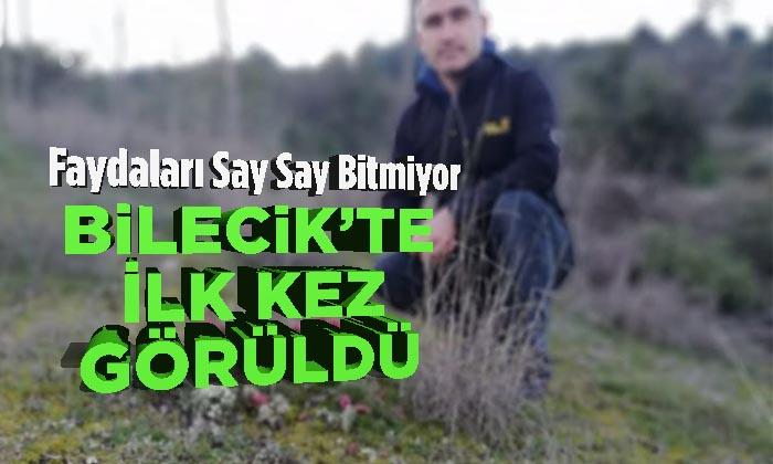 Bilecik’te İlk Kez Görüldü