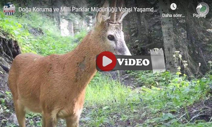 Doğa Koruma ve Milli Parklar Müdürlüğü Vahşi Yaşamdan Görüntüler Paylaştı