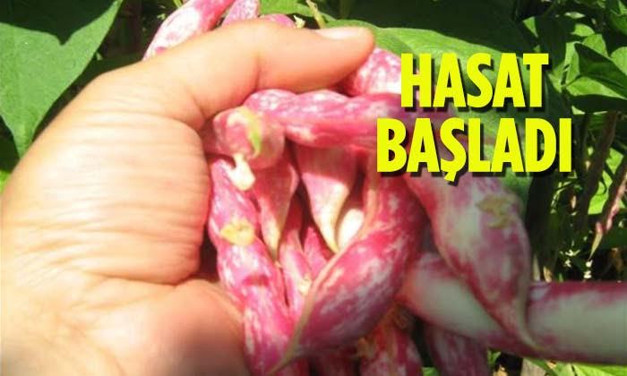 Kınık Köyünde Barbunya Fasulyesi Sezonu Başladı