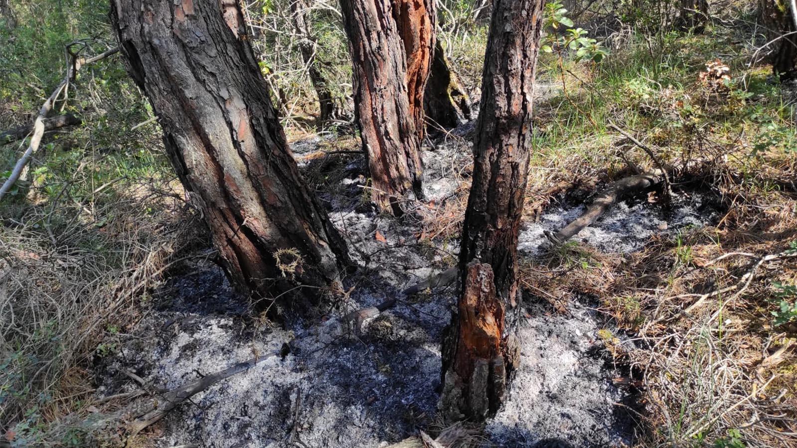 Osmaneli Soğucakpınar Köyünde Orman Yangını