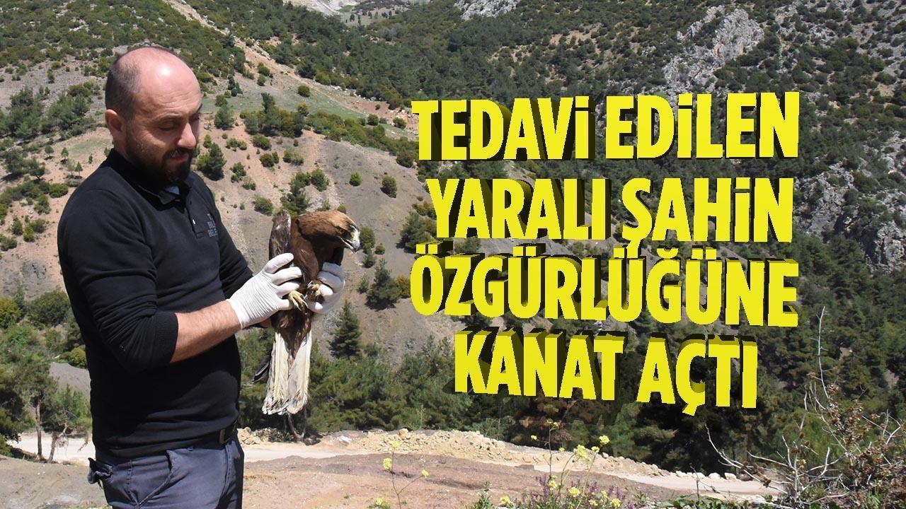 Bilecik’te Tedavi Edilen Şahin Özgürlüğüne Kanat Açtı