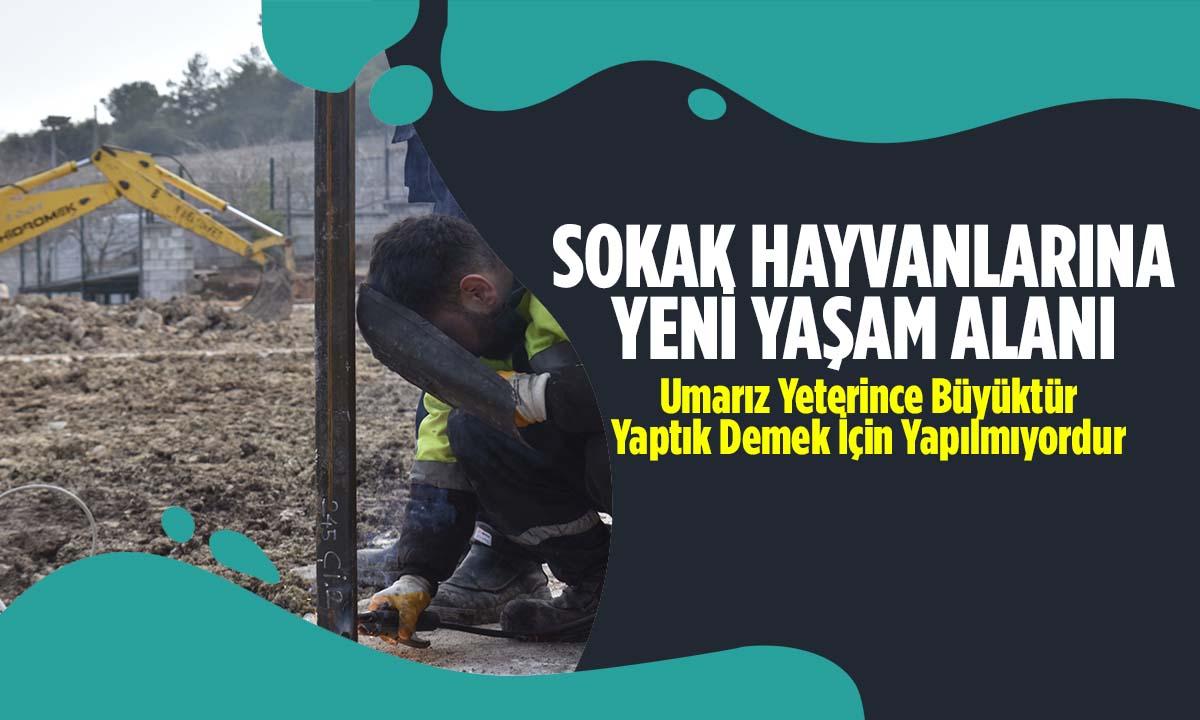 Sokak Hayvanlarına Yeni Yaşam Alanı