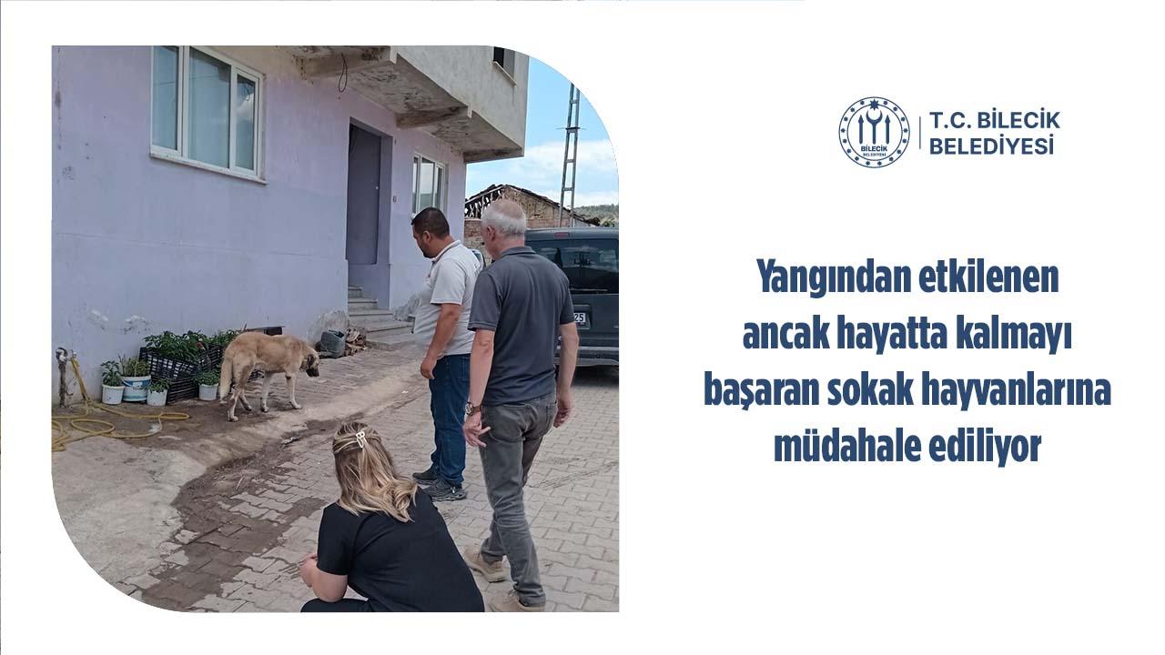 Yangından Etkilenen Sokak Hayvanlarına Müdahale Ediliyor