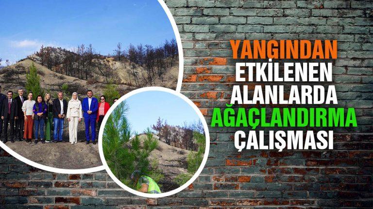 Osmaneli’nde Yanan Alanlarda Ağaçlandırma Çalışması Başlatıldı