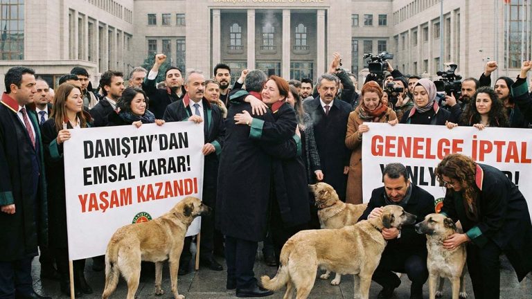 Danıştay’dan Emsal Karar: Sokak Hayvanları Genelgesi İptal Edildi