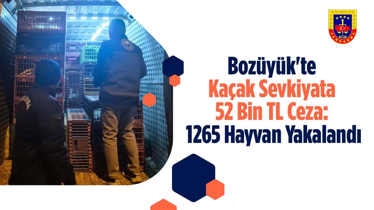 Bozüyük’te Kaçak Sevkiyata 52 Bin TL Ceza: 1265 Hayvan Yakalandı