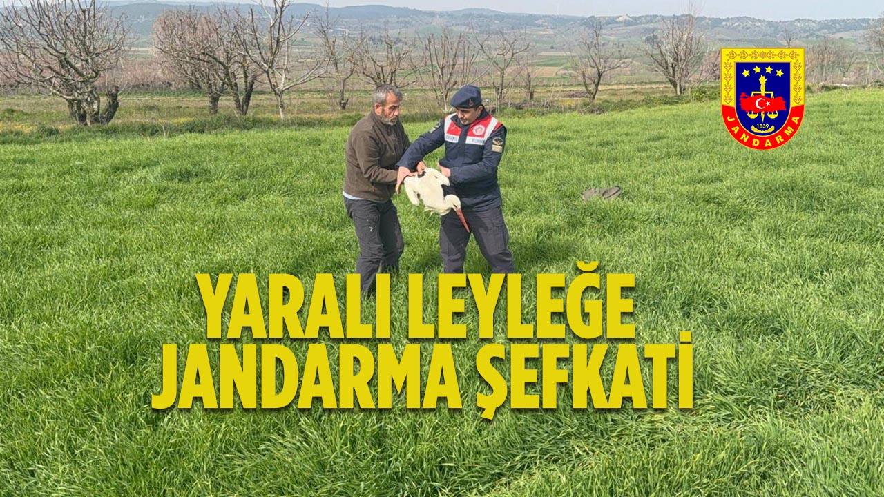 Bilecik’te Yaralı Leyleğe Jandarma Şefkati: Yeniköy’de Kurtarma Operasyonu