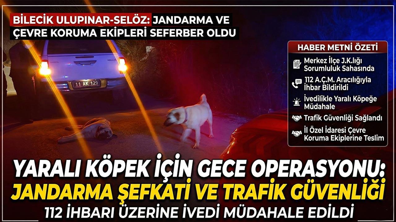 Ulupınar-Selöz Yolunda Yaralı Köpek Seferberliği: Ekipler İvedilikle Müdahale Etti