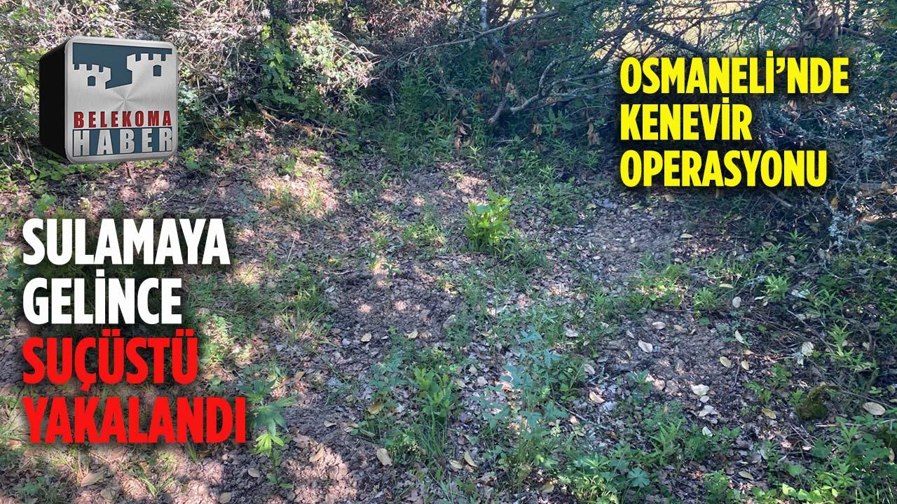 Osmaneli’de Ormanlık Alanda Kenevir Operasyonu: Sulamaya Gelince Suçüstü Yakalandı