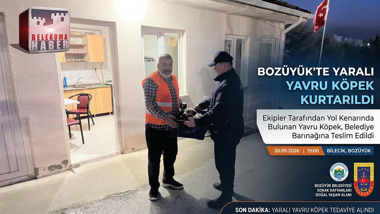 Bozüyük’te Yaralı Yavru Köpek Barınağa Teslim Edildi | Bilecik Haber